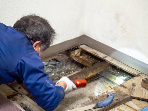 Best Certified Mold Removal  in Golden Hills, CA
