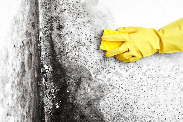 Best Mold Removal Company Near Me  in Golden Hills, CA