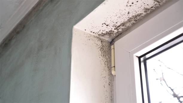 Best Mold Testing  in Golden Hills, CA