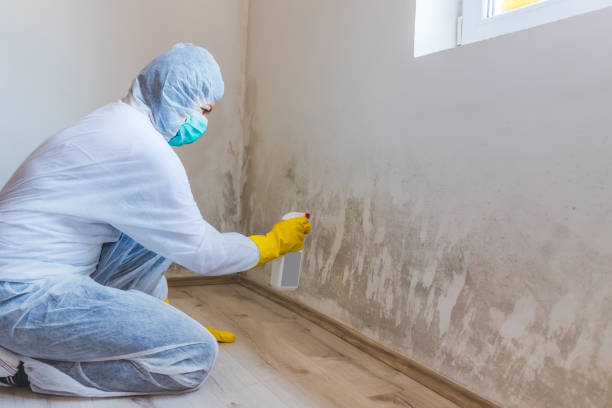 Best Attic Mold Removal  in Golden Hills, CA