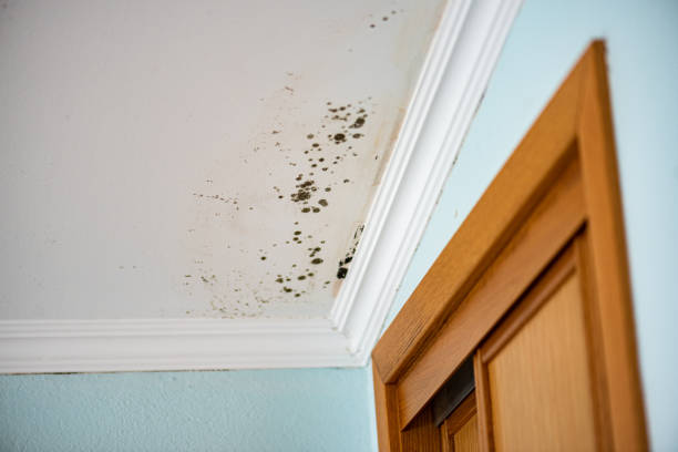Best Mold Testing  in Golden Hills, CA