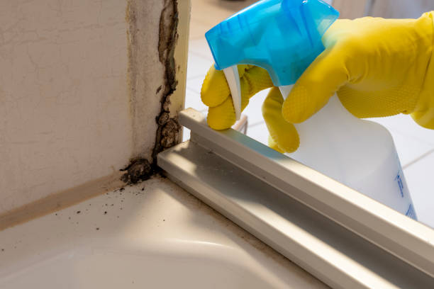 Best Fast Mold Removal  in Golden Hills, CA