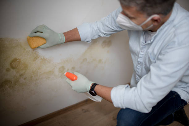 Best Office Mold Removal Services  in Golden Hills, CA