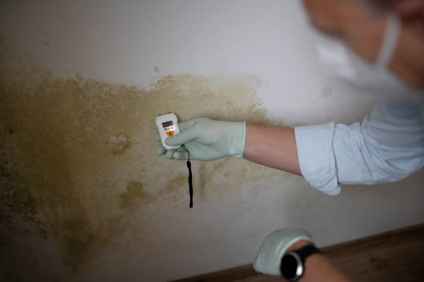 Best Best Mold Removal Companies  in Golden Hills, CA