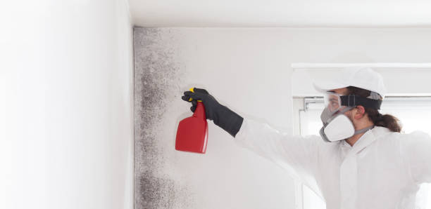 Professional Mold Removal in Golden Hills, CA