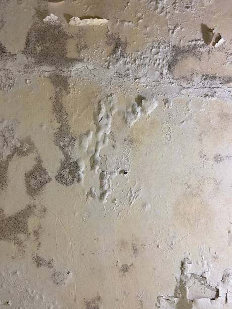 Best Toxic Mold Removal  in Golden Hills, CA
