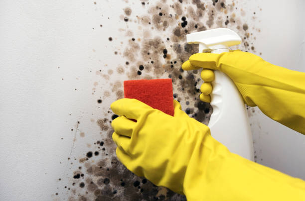 Certified Mold Removal in Golden Hills, CA