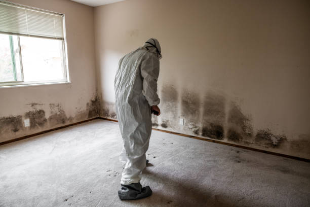 Best Toxic Mold Removal  in Golden Hills, CA