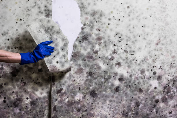 Best Black Mold Removal  in Golden Hills, CA